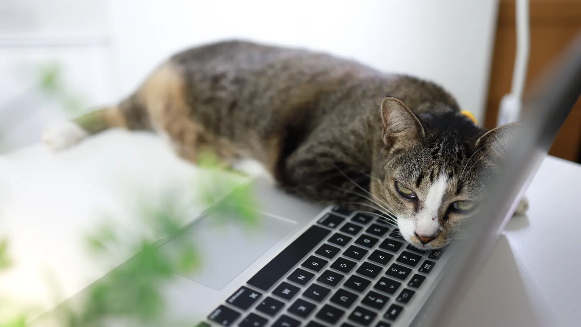 Your cat has a microchip. Does it know how to find you?