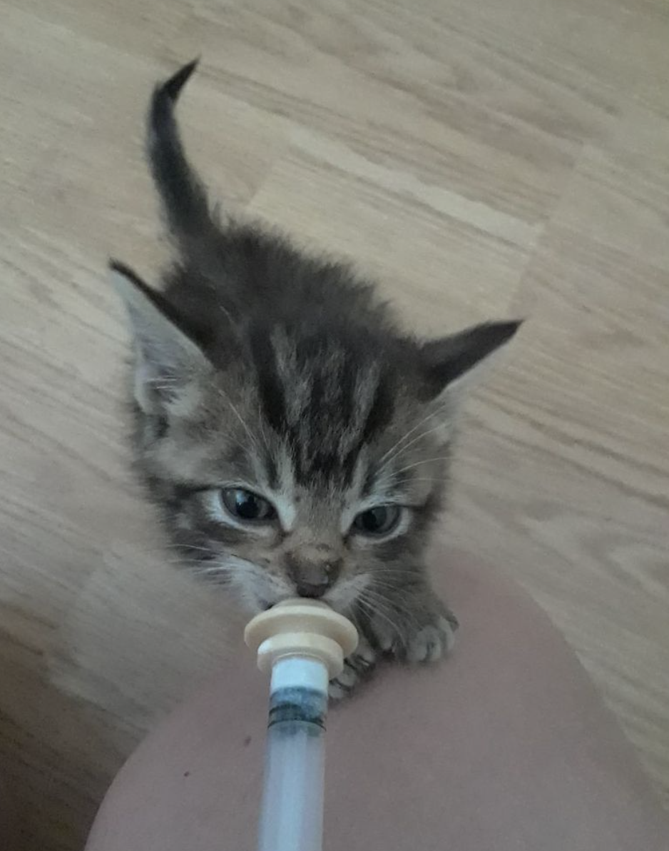 Wisconsin Humane Society