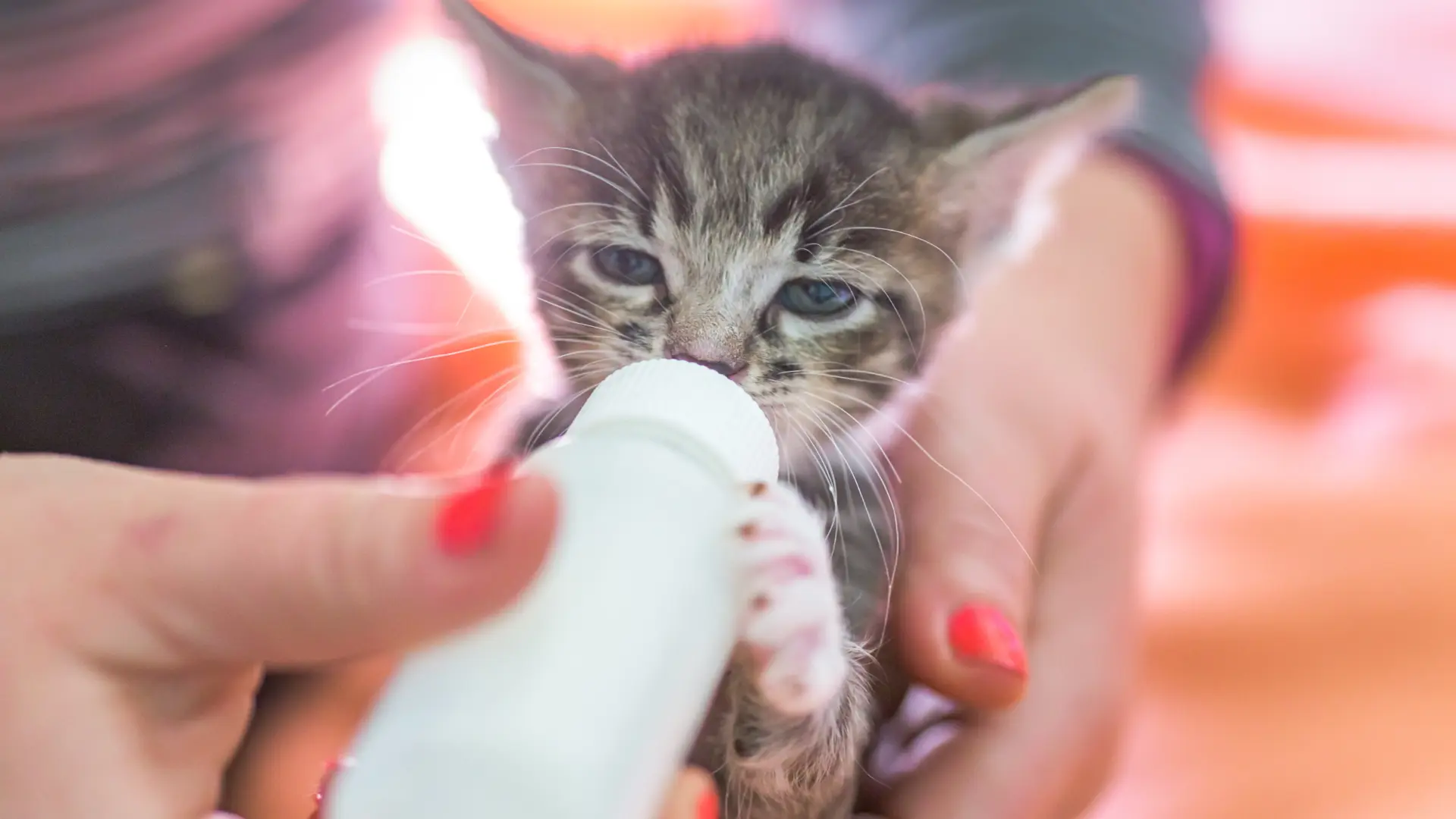What happens after you say “I'll foster”?