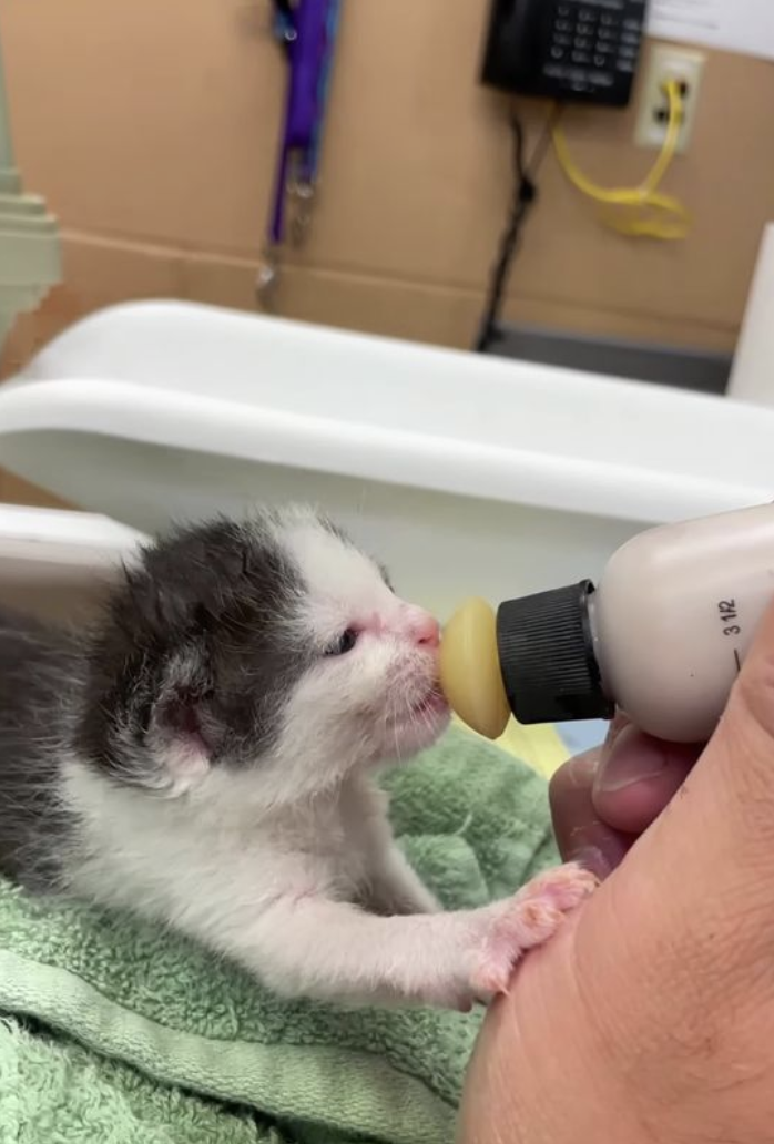 Round-the-clock feedings for neonatal kittens