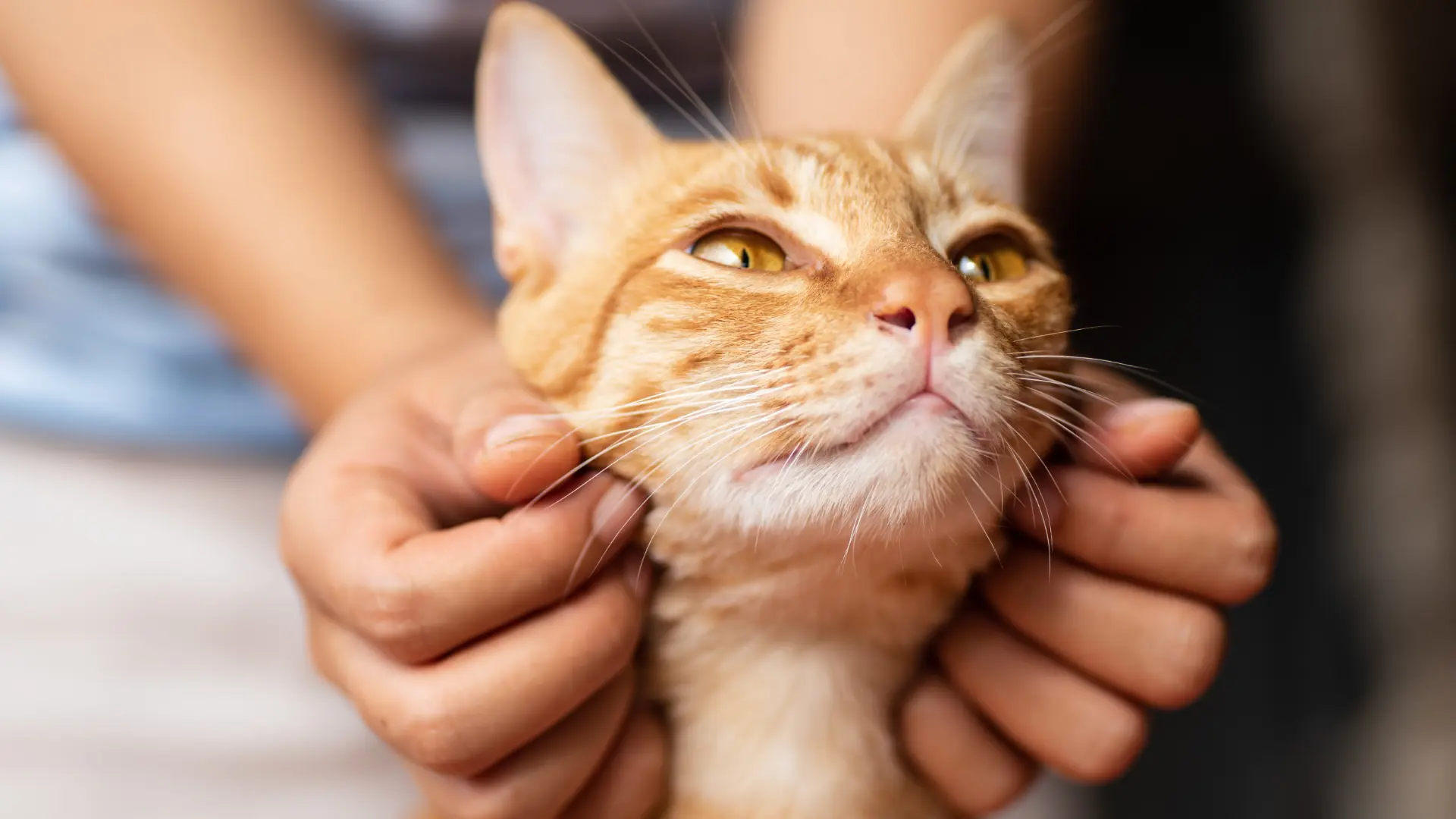 There's more to a purr than happiness