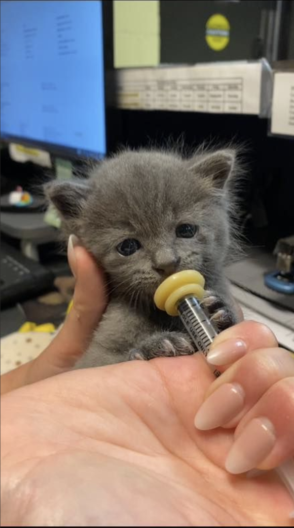 Round-the-clock feedings for neonatal kittens